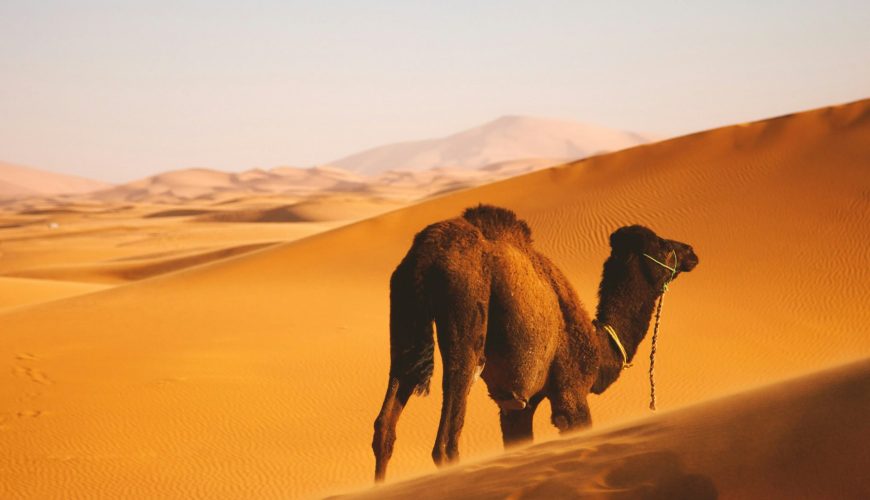 How Much Does a Desert Safari Cost on Average?