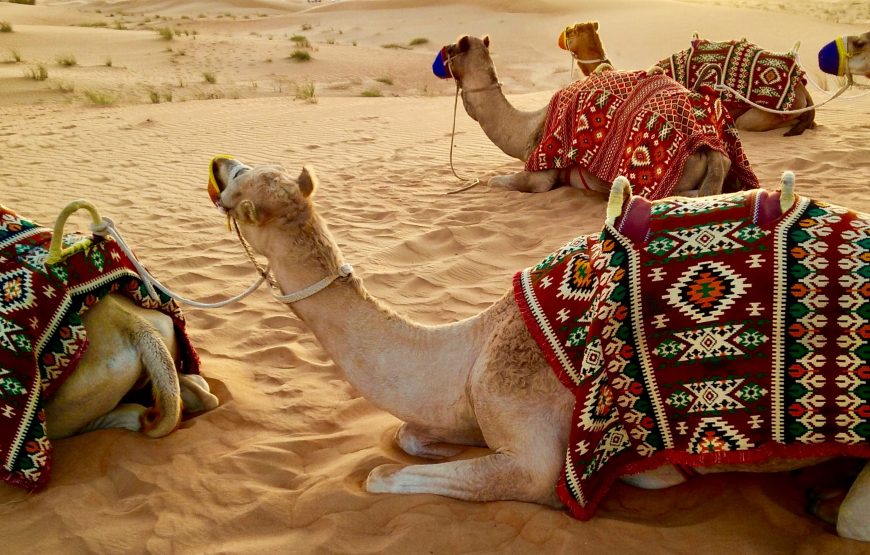 Camel Ride