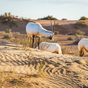 Desert-Safari